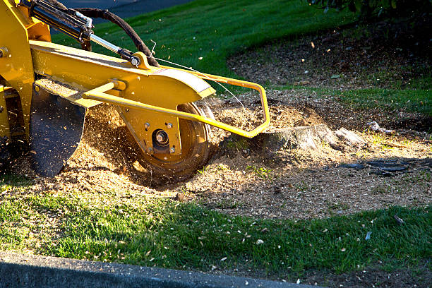 Tree and Shrub Care in Falls Creek, PA