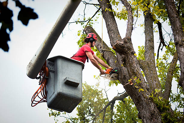 Professional Tree Services in Falls Creek, PA